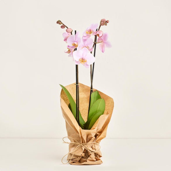 Orkide (ekskl. potte)